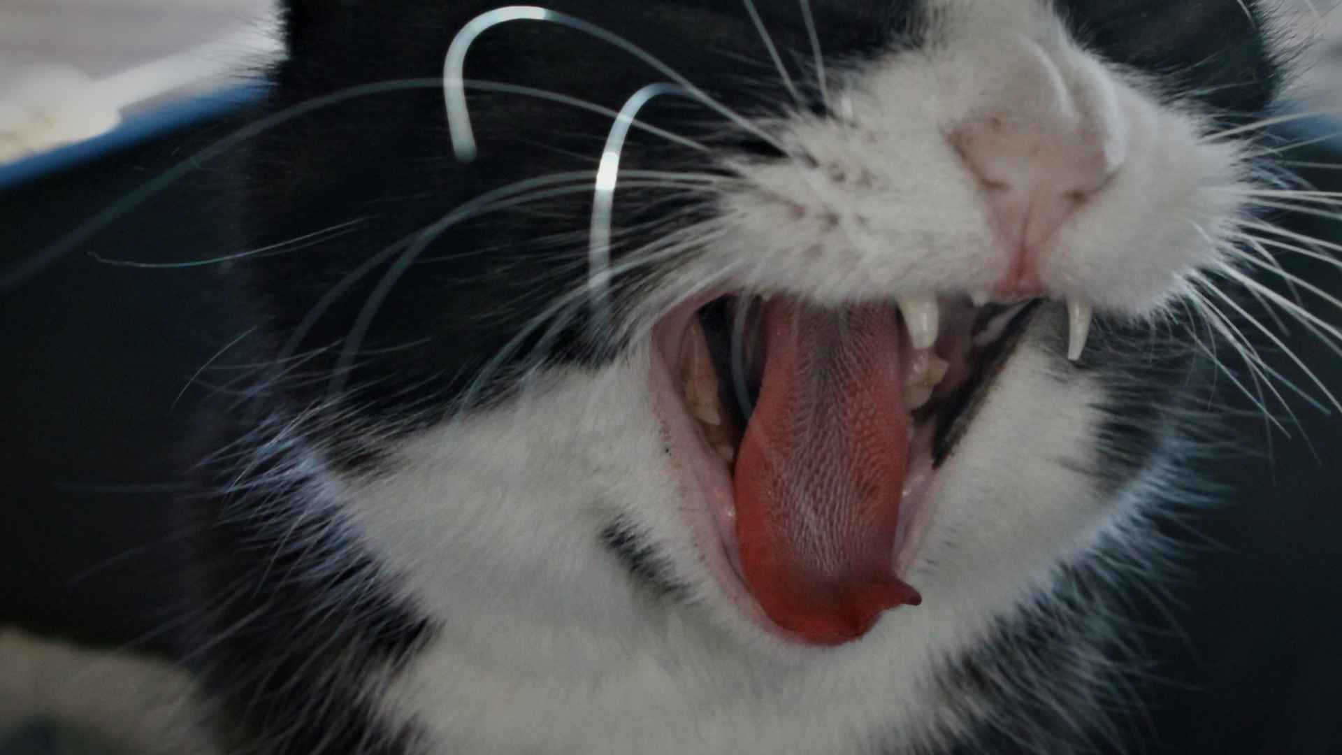 imagenes de la lengua de los gatos